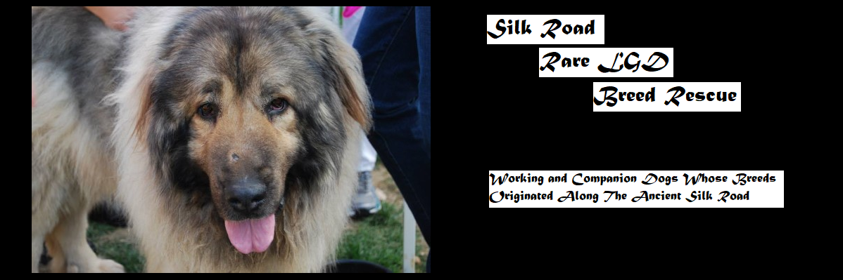 Silk Road Rare LGD Breed Rescue. Caucasian Ovcharka Dog.